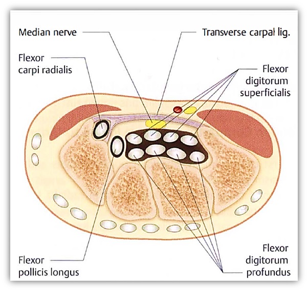 carpal tunnel anatomy