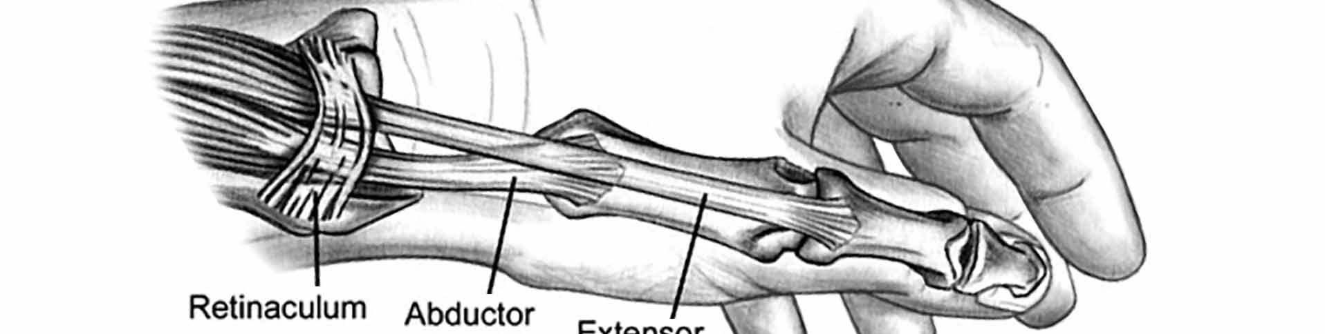 thumb tendons anatomy