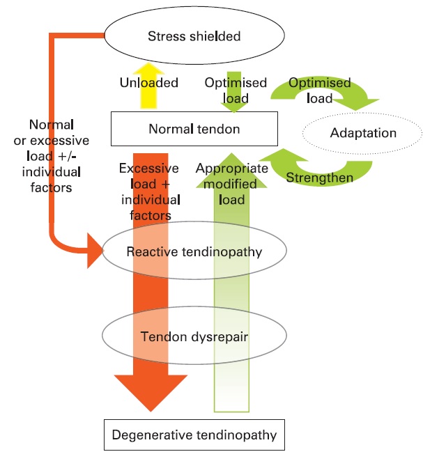 stages of tendinopathy