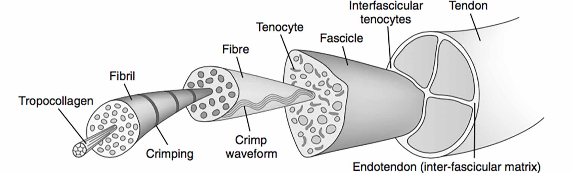 internal structure on tendon