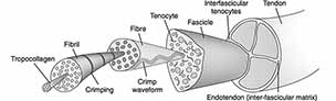 tendon structure