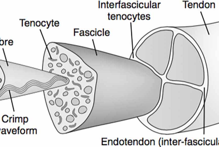 tendon structure